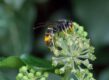 Zwarte grote wesp met gele poten en deels geel achterlichaam op plant.