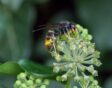 Zwarte grote wesp met gele poten en deels geel achterlichaam op plant.