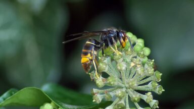 Zwarte grote wesp met gele poten en deels geel achterlichaam op plant.
