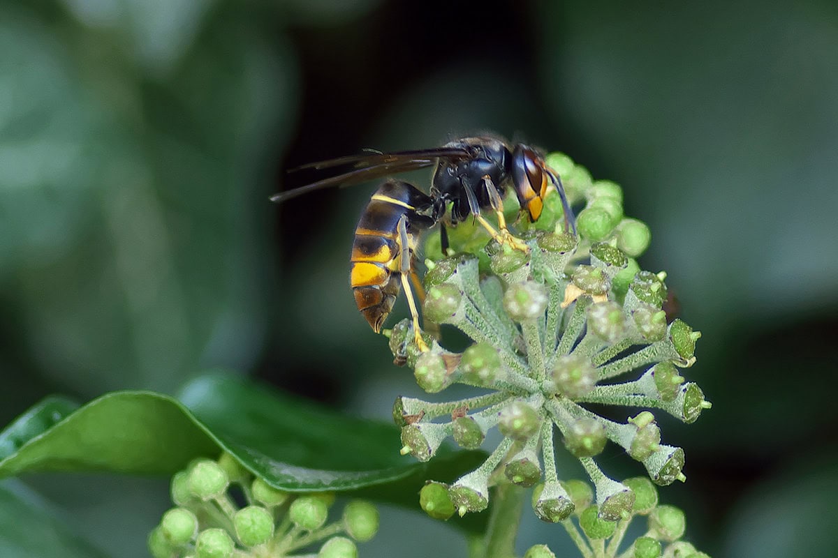 Zwarte grote wesp met gele poten en deels geel achterlichaam op plant.