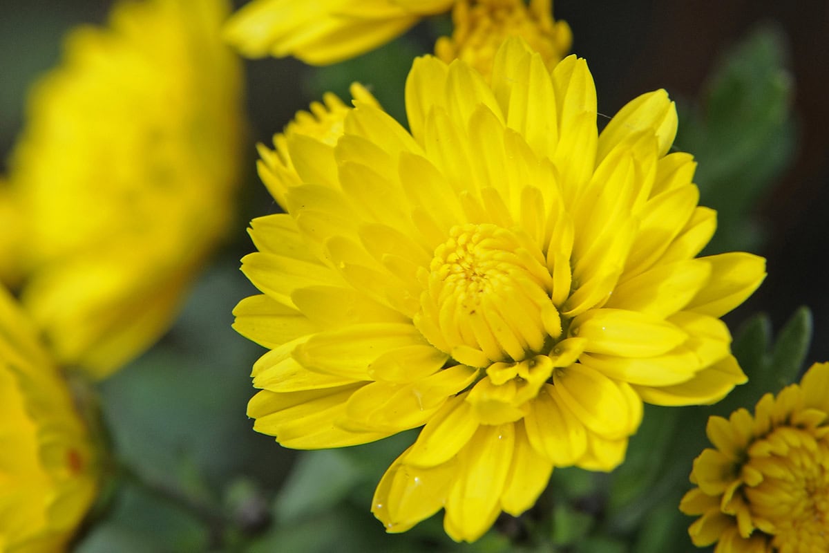Gele bloemen van de chrysant
