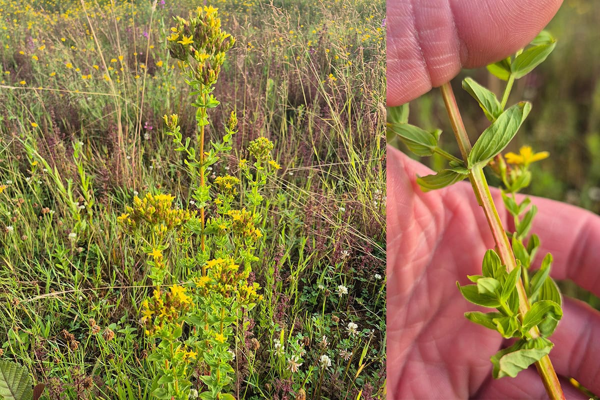 Foto van plant met gele bloemen en lichtgroene bladeren en stengel met 'vleugels'.
