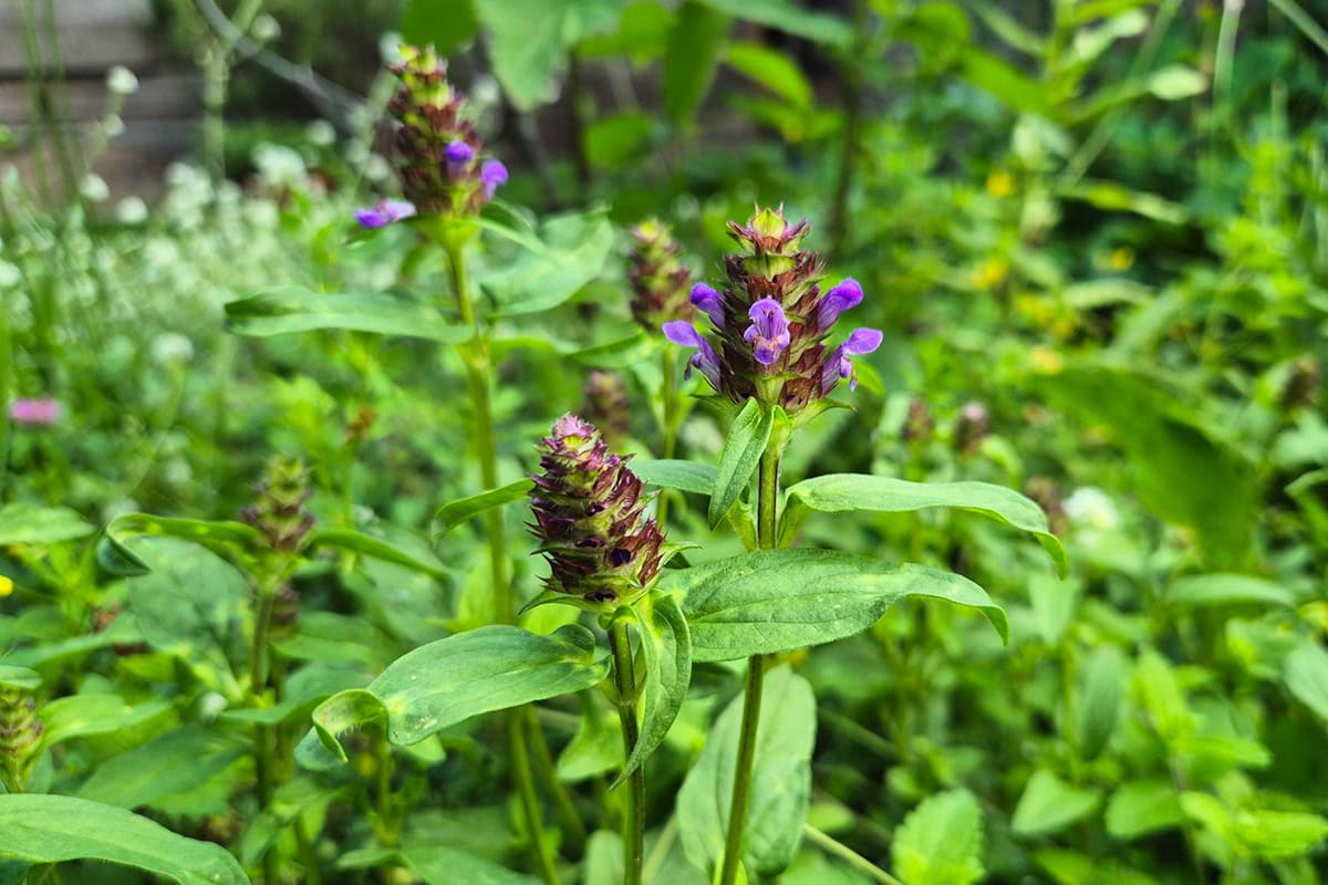 Paarse lipbloemen in bloemhoofd aan groene plant