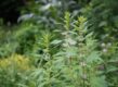 Hoge plant met handvormige bladeren en roze bloemen rond de stengel
