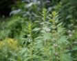 Hoge plant met handvormige bladeren en roze bloemen rond de stengel