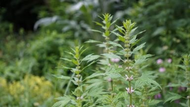 Hoge plant met handvormige bladeren en roze bloemen rond de stengel