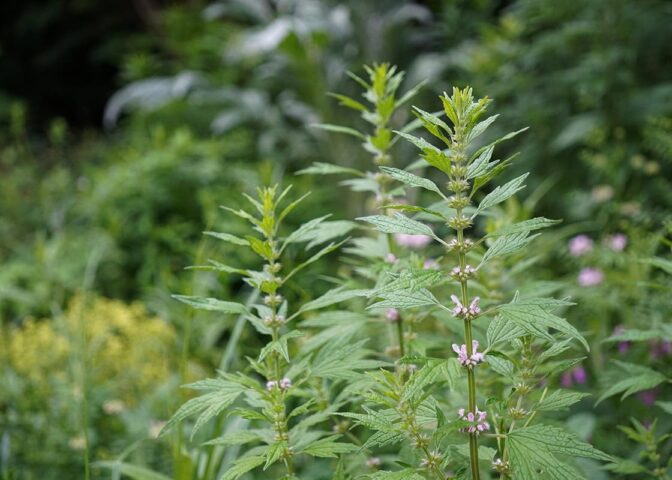 Hoge plant met handvormige bladeren en roze bloemen rond de stengel