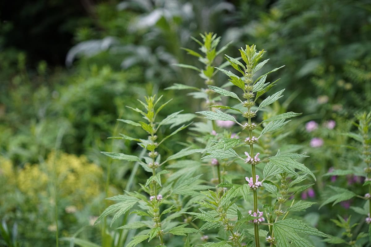 Hoge plant met handvormige bladeren en roze bloemen rond de stengel
