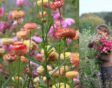 Strobloemen (links) en bloemenboerin Lies die rechts strobloemen oogst.