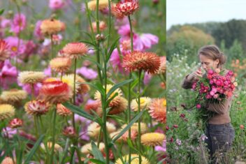 Strobloemen (links) en bloemenboerin Lies die rechts strobloemen oogst.