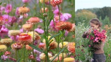 Strobloemen (links) en bloemenboerin Lies die rechts strobloemen oogst.