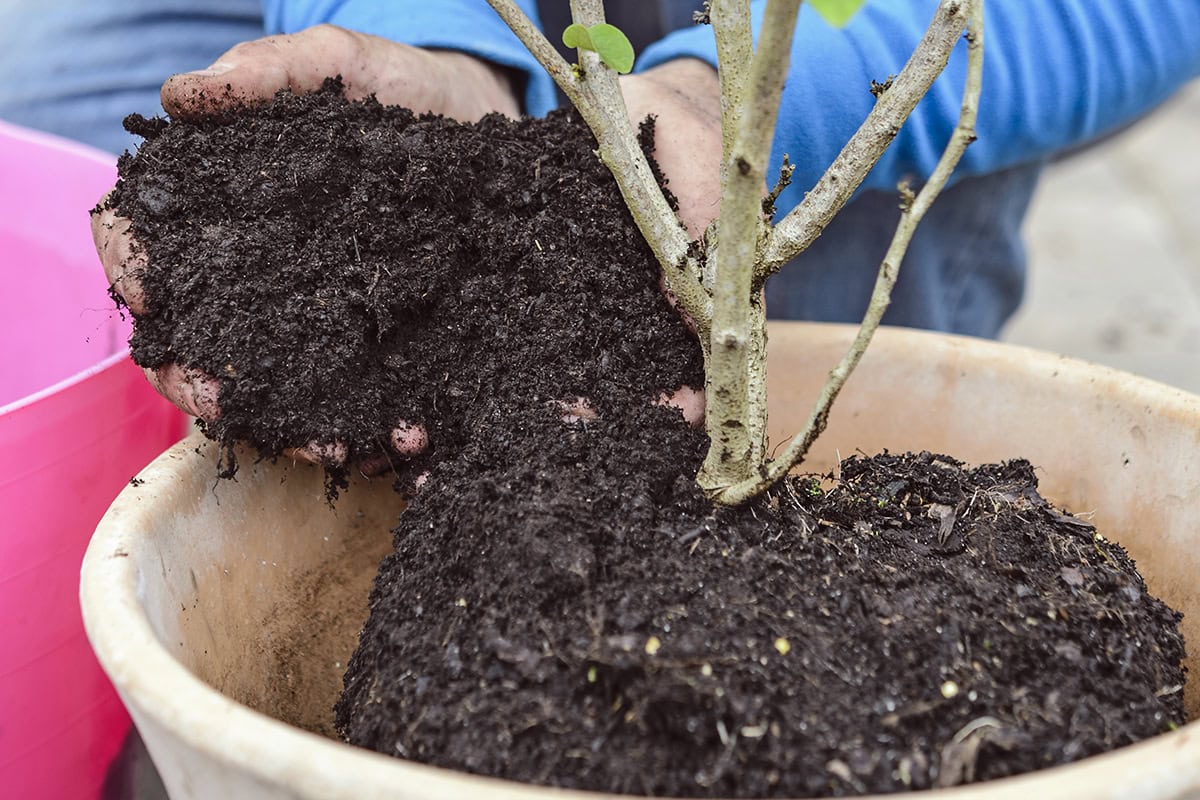 Judasboom wordt geplant in een pot.