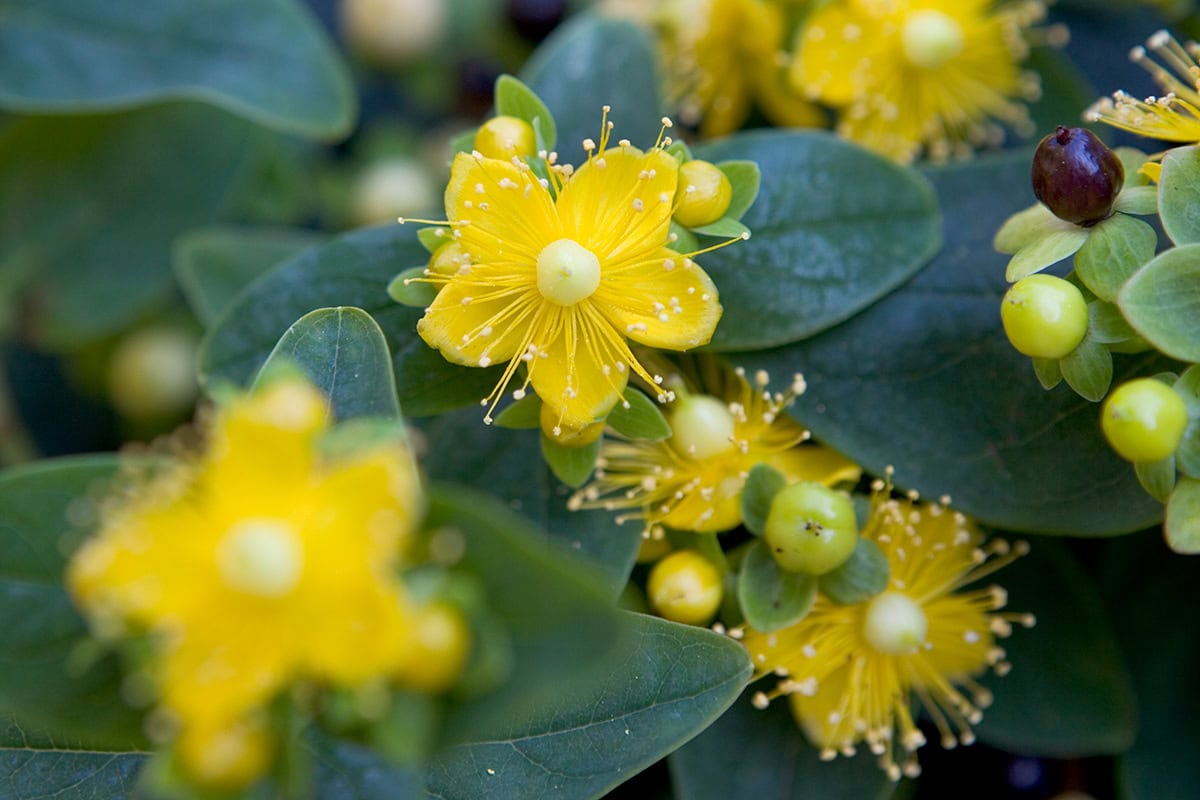 Plant met donkergroene bladeren en felle gele bloemen.