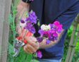 Man knipt bloemen van lathyrus af met snoeischaar.