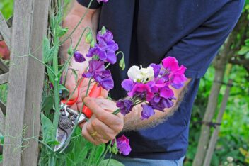 Man knipt bloemen van lathyrus af met snoeischaar.