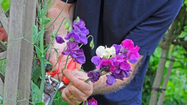 Man knipt bloemen van lathyrus af met snoeischaar.