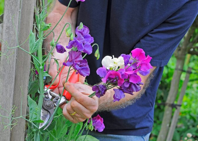 Man knipt bloemen van lathyrus af met snoeischaar.