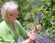 vrouw knipt lavendelbloemen af met snoeischaar.