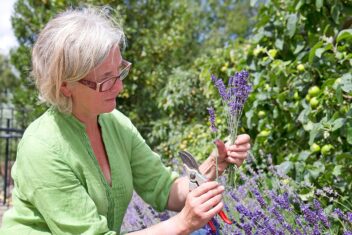 vrouw knipt lavendelbloemen af met snoeischaar.