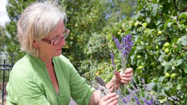 vrouw knipt lavendelbloemen af met snoeischaar.