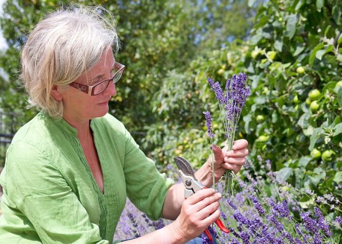 vrouw knipt lavendelbloemen af met snoeischaar.