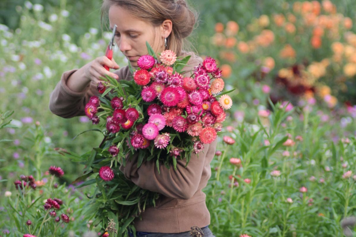 Bloemenboerin Lies oogst strobloemen.