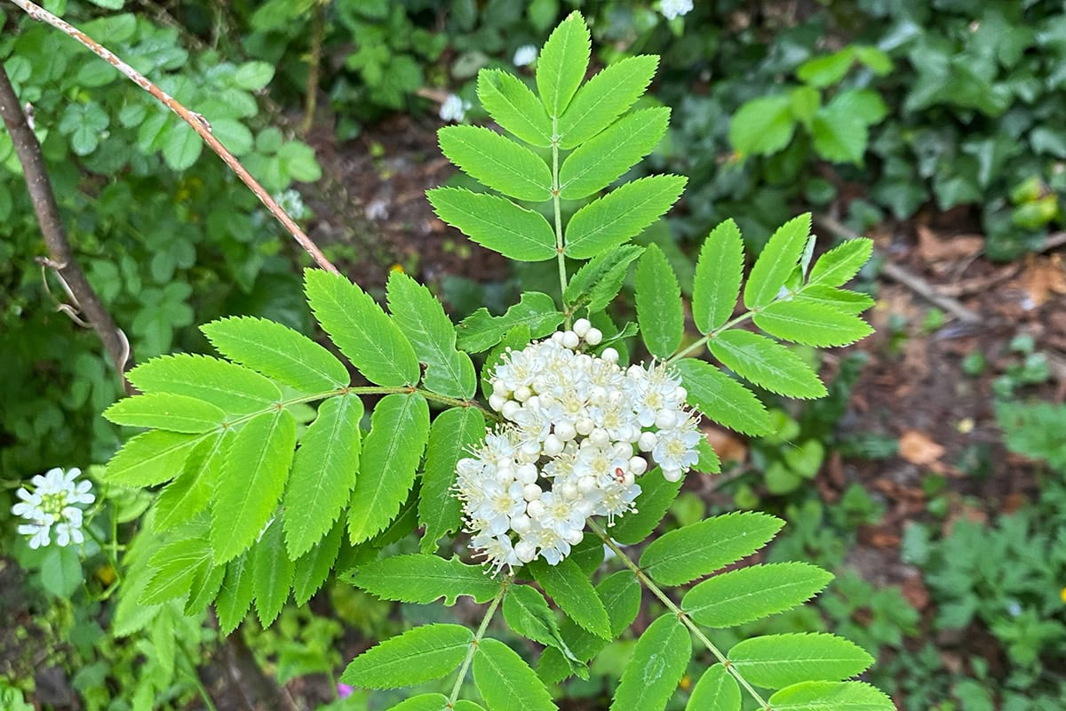 Witte bloemen aan boom met lichtgroene, veerdelige en getande bladeren.