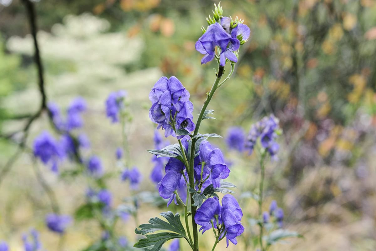 Paarse bloemen van de monnikskap in de tuin.
