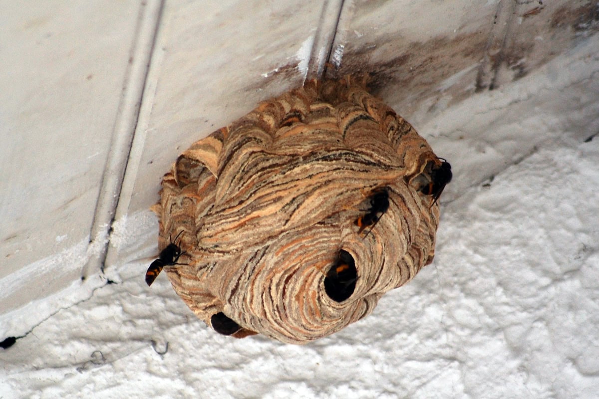 Nest met aziatische hoornaar zwart met gele poten aan muur