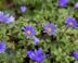 Blauwe bloemen met geel hart op een bedje van geveerde groene bladeren.