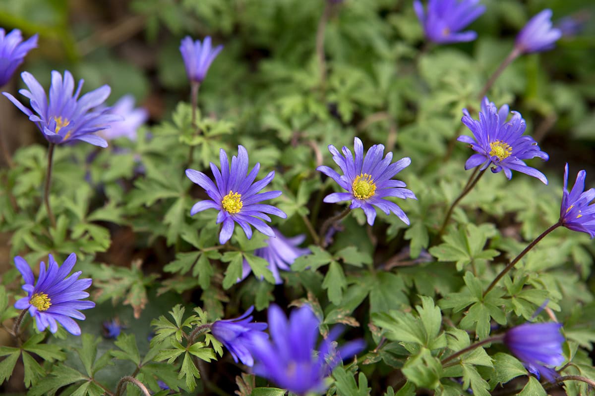 Blauwe bloemen met geel hart op een bedje van geveerde groene bladeren.