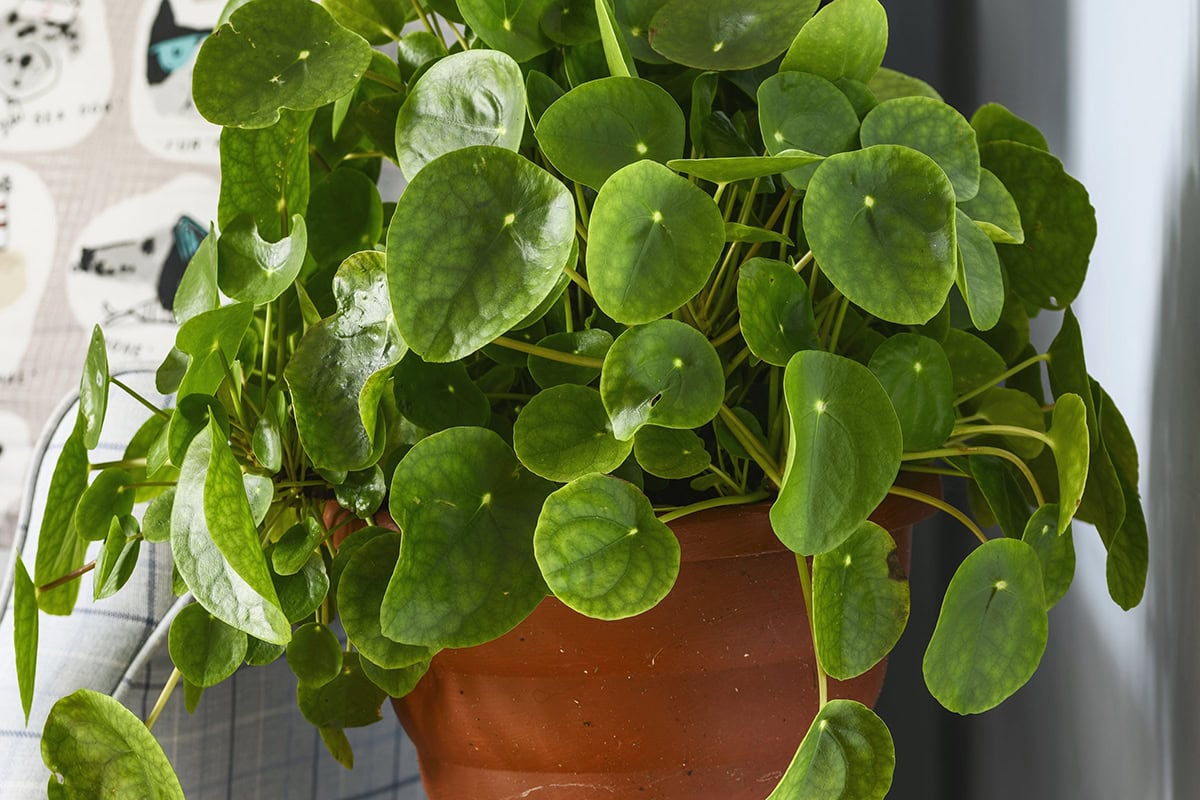 Close-up van een pannenkoekenplant met veel ronde bladeren.