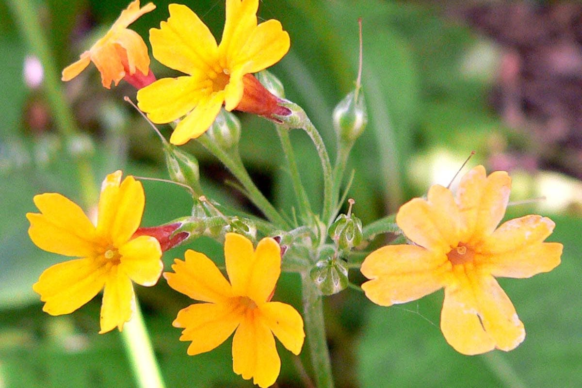 Primula prolifera.