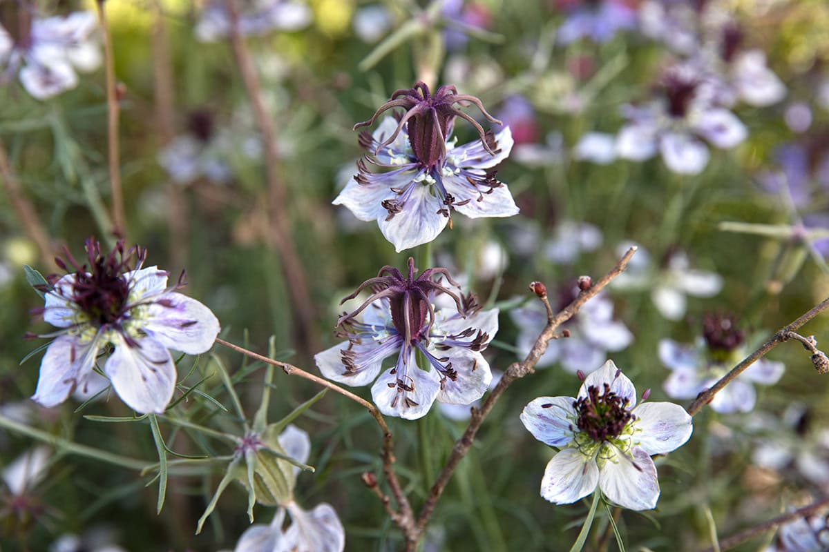 Bloem met witte kroonbladen en paarsachtige stijlen.