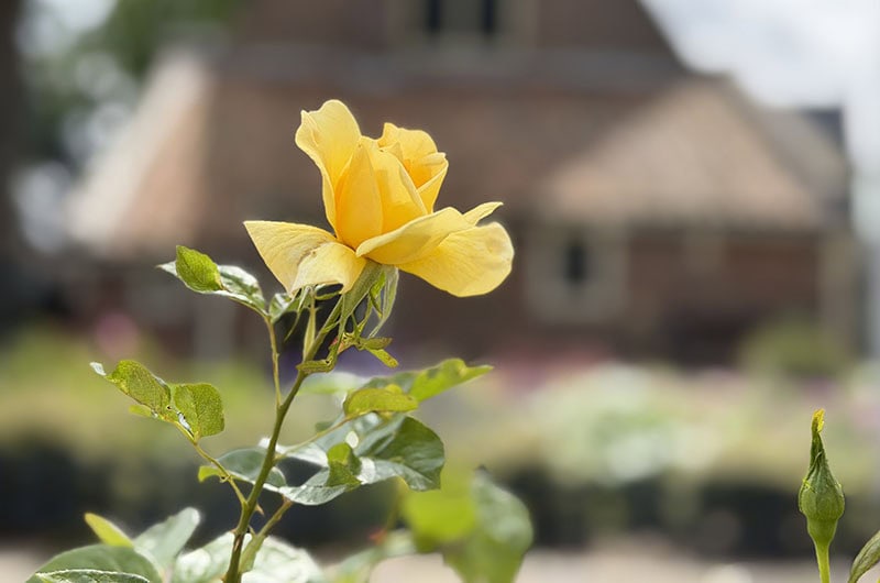 De gele bloem van Rosa 'Benedictus de Spinoza'.