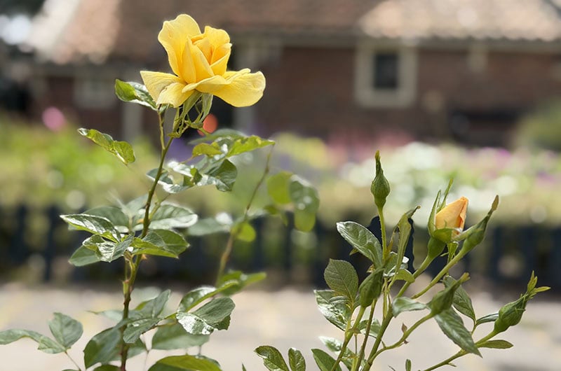De gele roos 'Benedictus de Spinoza' voor Het Spinozahuis.