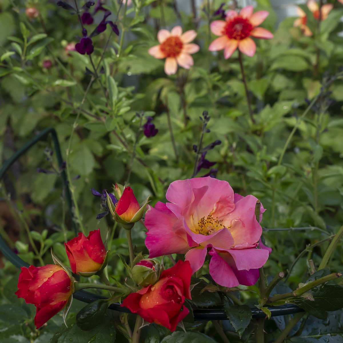 Rozen en dahlia's op het balkon