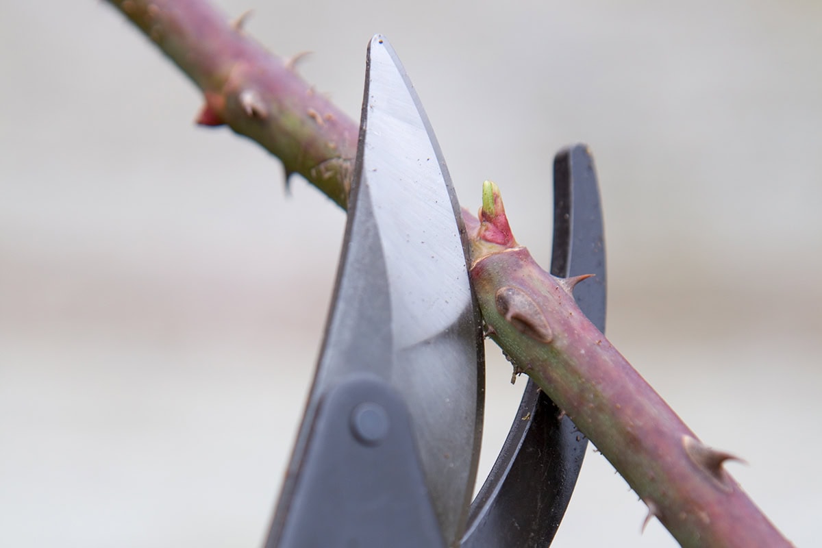 schaar knipt in tak van een roos