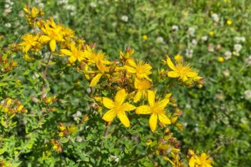 Plant met heldergele bloemen