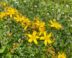 Plant met heldergele bloemen