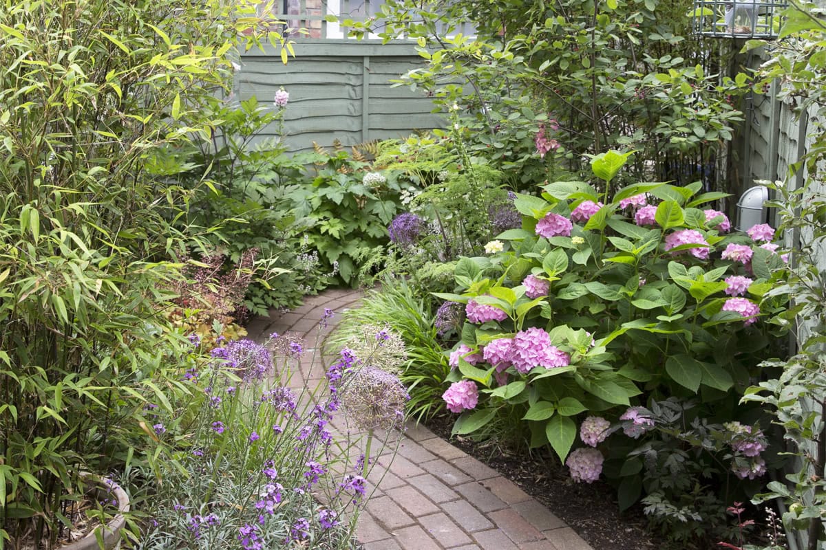 Een slingerend tuinpad tussen planten tussen borders met o.a. bamboe en hortensia.