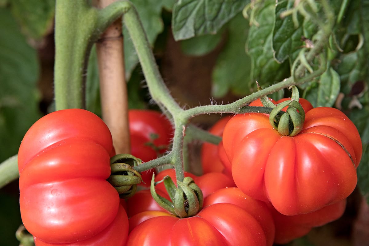 Close-up van stamtomaten 'Costoluto Genovese'.