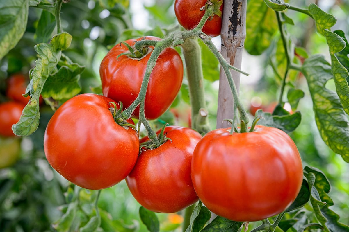 Grote stamtomaten van dichtbij.