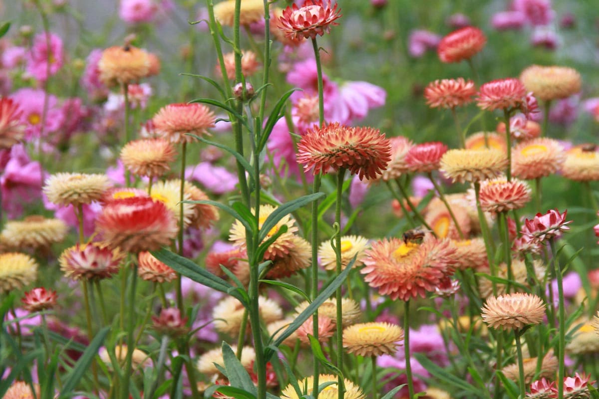 Strobloemen in verschillende kleuren zoals roze, rood, oranje en geel.