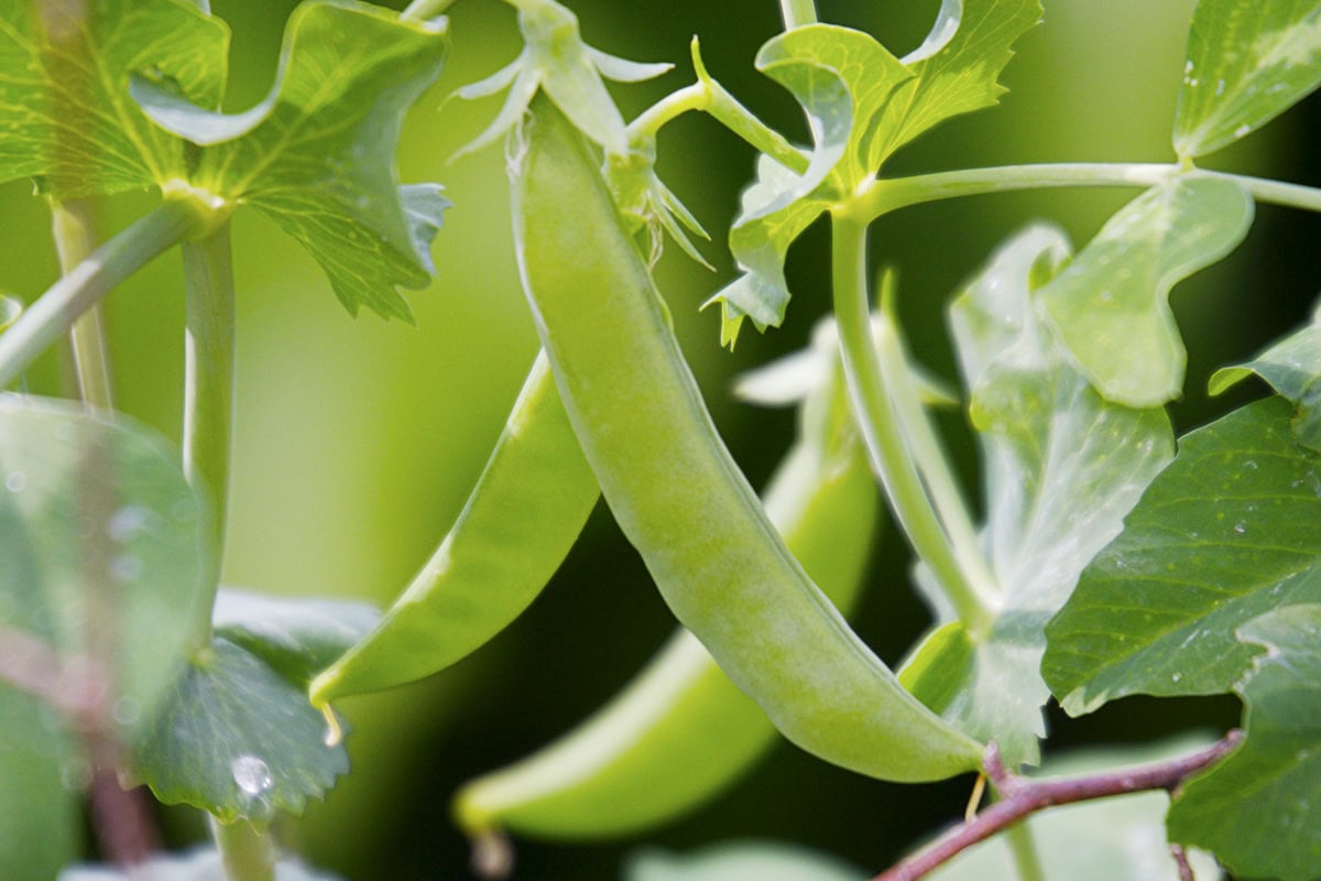 Sugar snaps groeiend aan de plant.