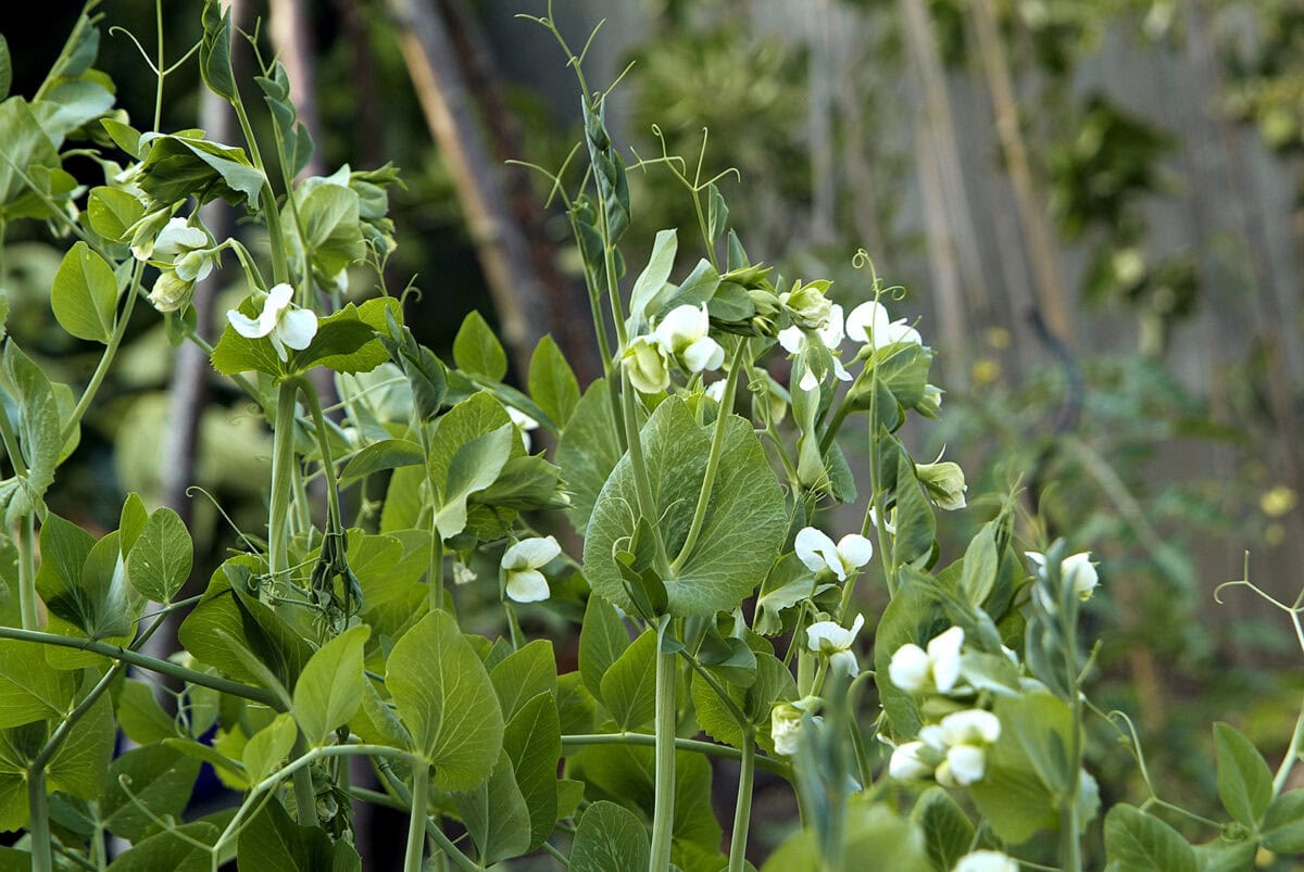 Planten met witte bloemen, waar later sugar snaps groeien.