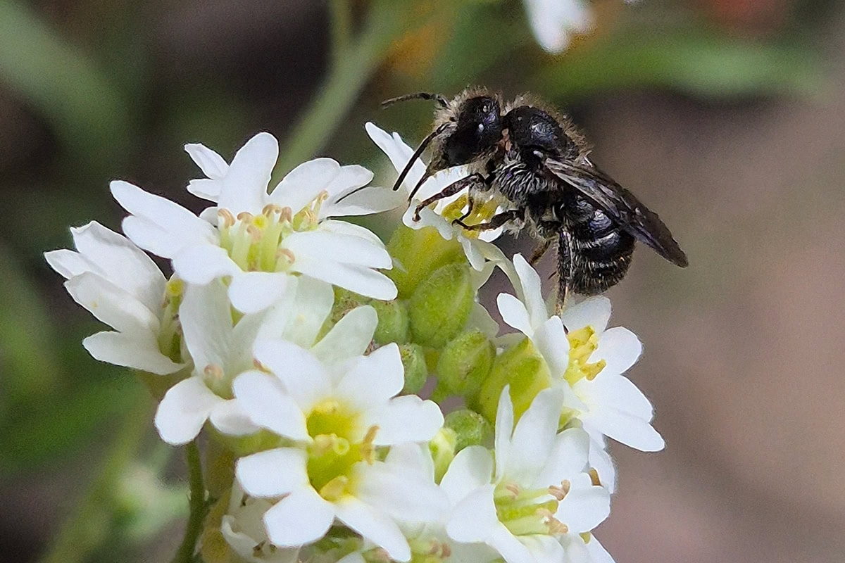 Bijna zwarte bij zit op witte bloem me geel hart.