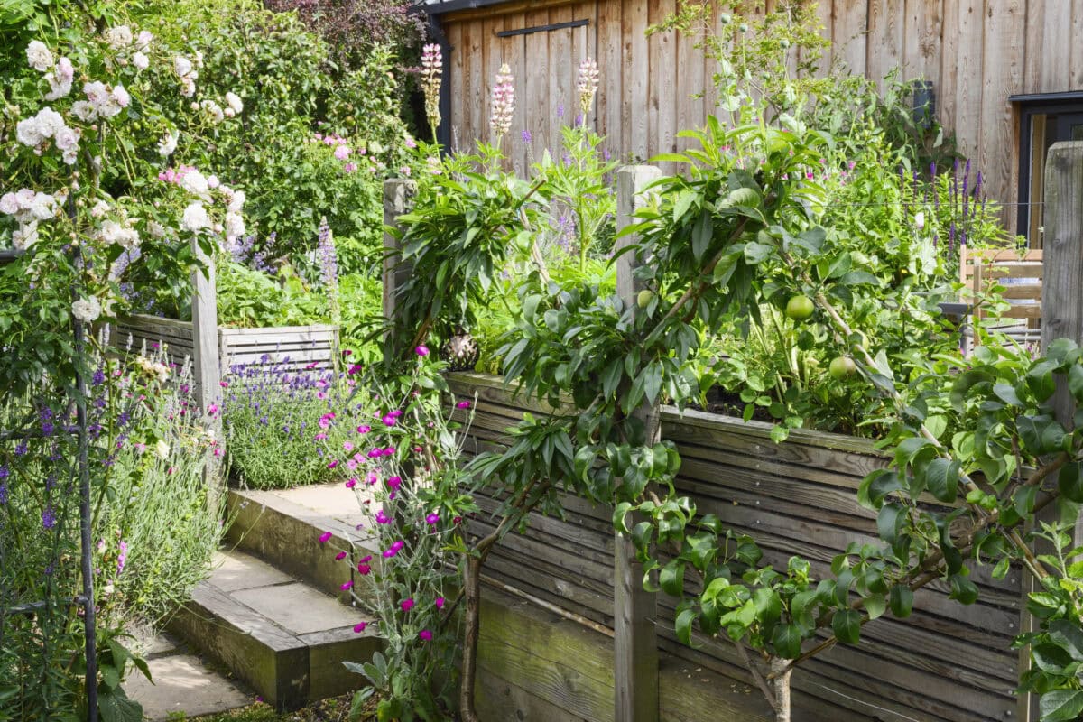 Een tuin met een houten afbakening waar leibomen tegenaan groeien, en een trapje dat leidt naar een pad langs rozen, eenjarige bloemen en ander groen.