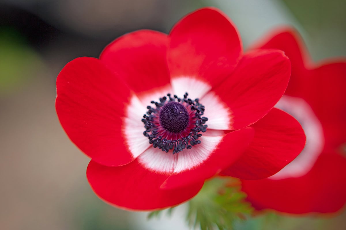 Felrode bloem met wit hart en paars vruchtbeginsel, paarse meeldraden en paarse stampers.