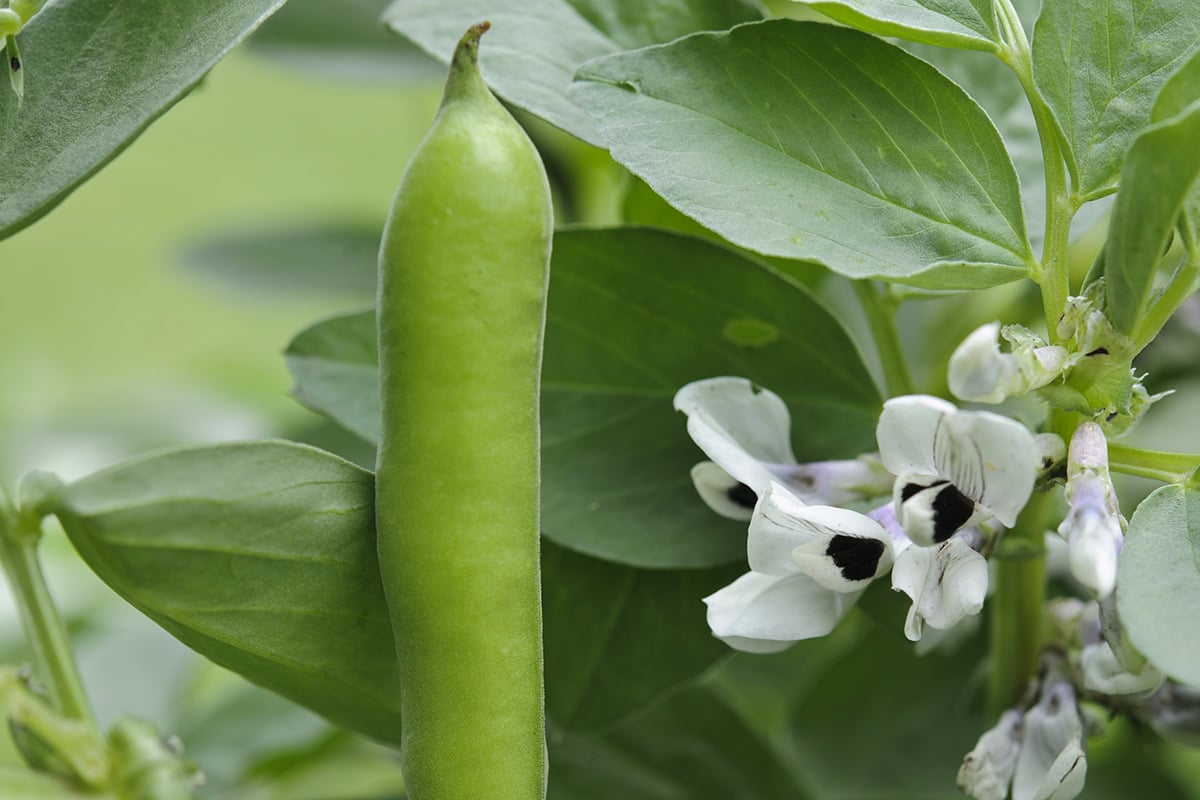 Tuinboon aan een plant.